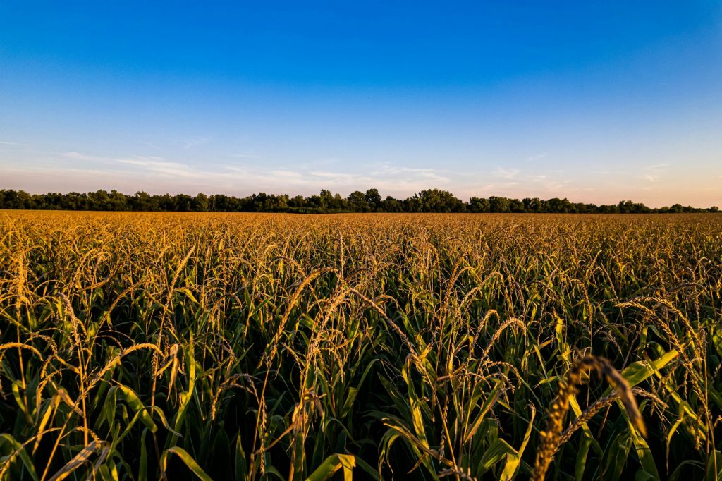 Idyllic cornfield in Atlanta, Illinois, basking in the warm, golden glow of the setting sun