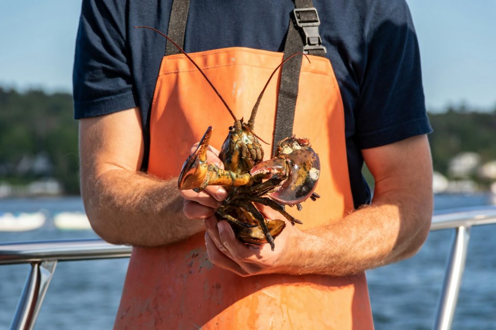 Lobster haul and demonstration on a boat in Boothbay Harbor Maine on a summer day