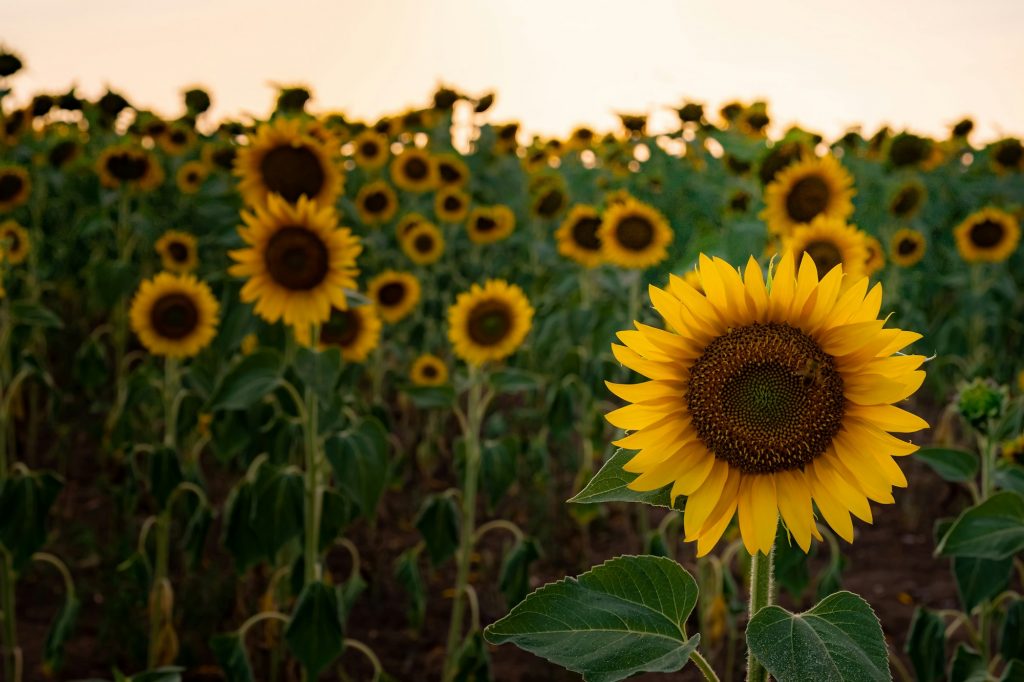 Sunflowers in the field, summertime agricultural background