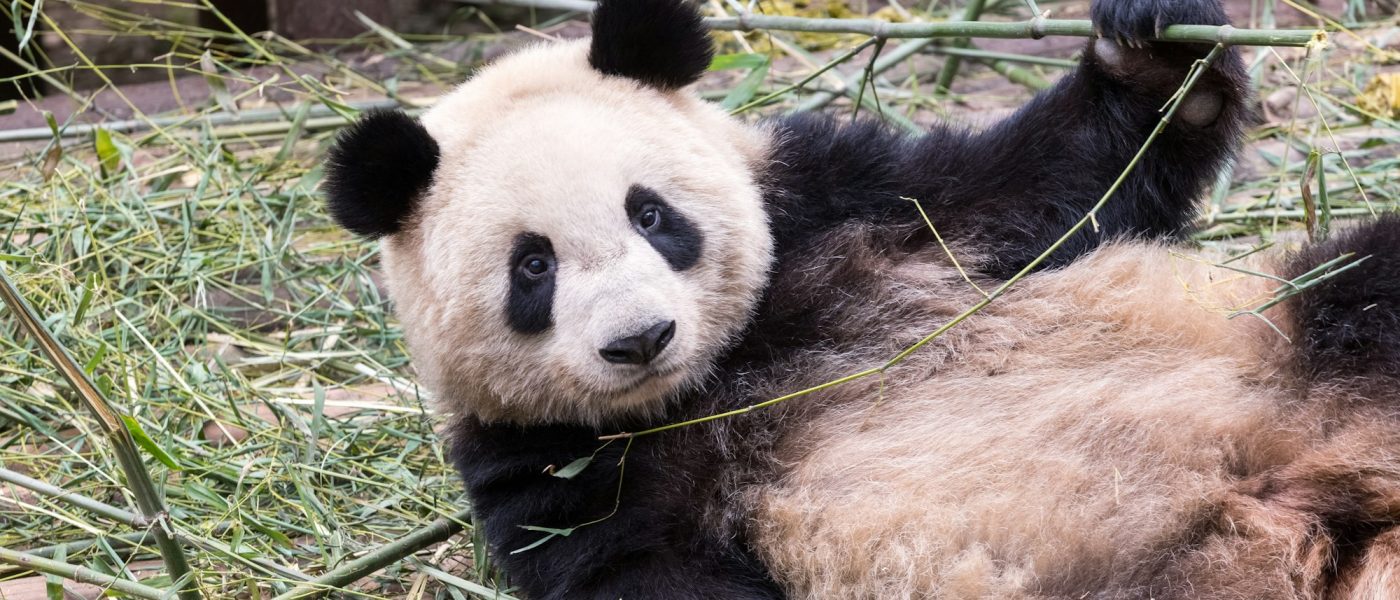 cute giant panda