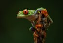 Red-eyed Tree Frog in Costa Rica
