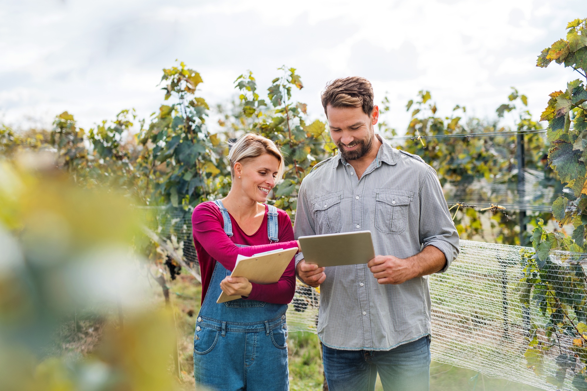 Man and woman with tablet working in vineyard in autumn, harvest concept